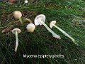 Mycena epipterygia var.epipterygioides-amf1335